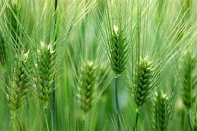 如何给小麦施钾肥？