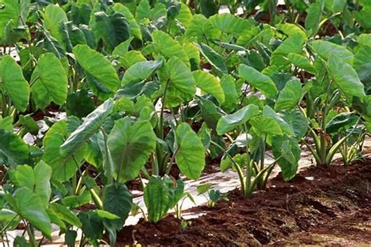 芋头膨大期施什么肥