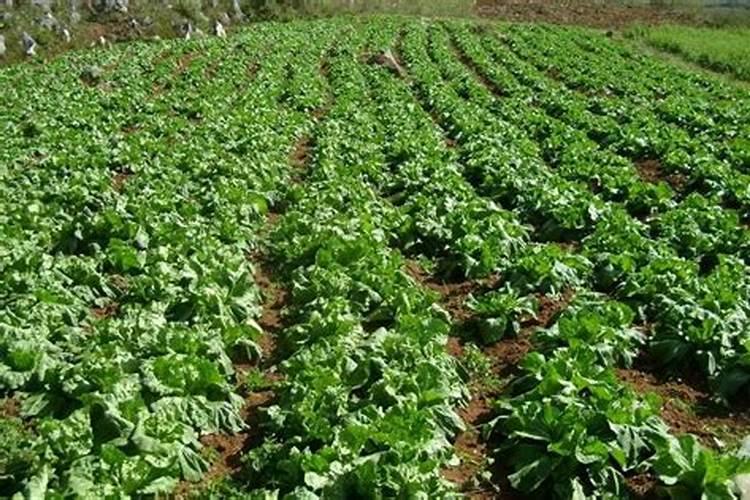 中微量水溶肥烧根吗