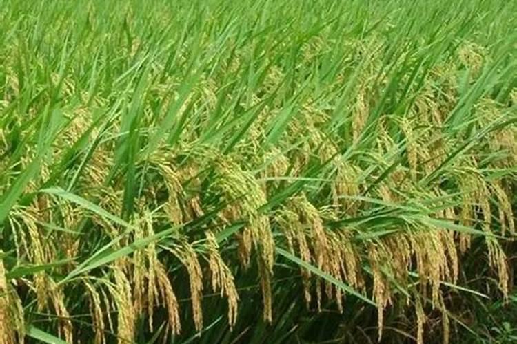 镁肥的效果及使用方法