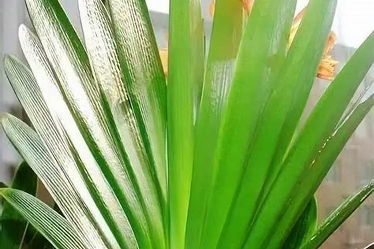 如何养殖君子兰和吊兰可以快速生长