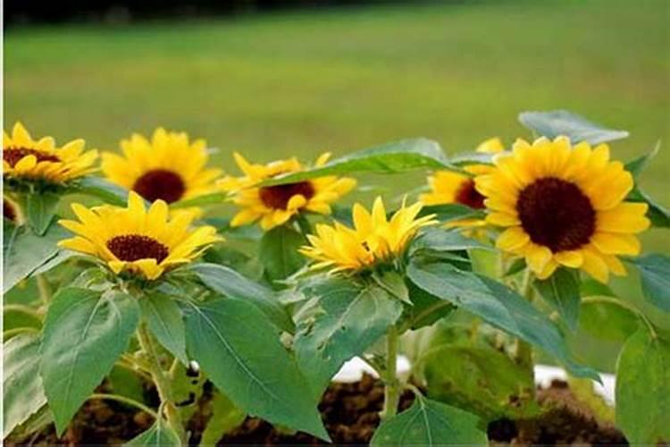 葵花做蕾期用硫酸钾好还是硝酸钾好？