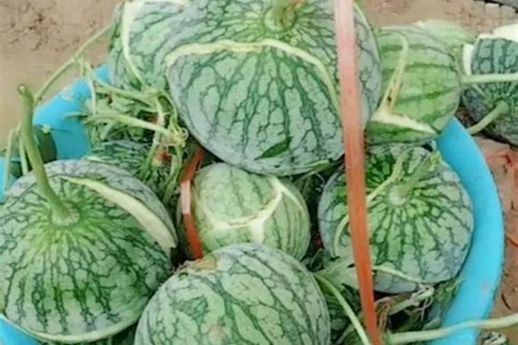 西瓜裂瓜怎么办？