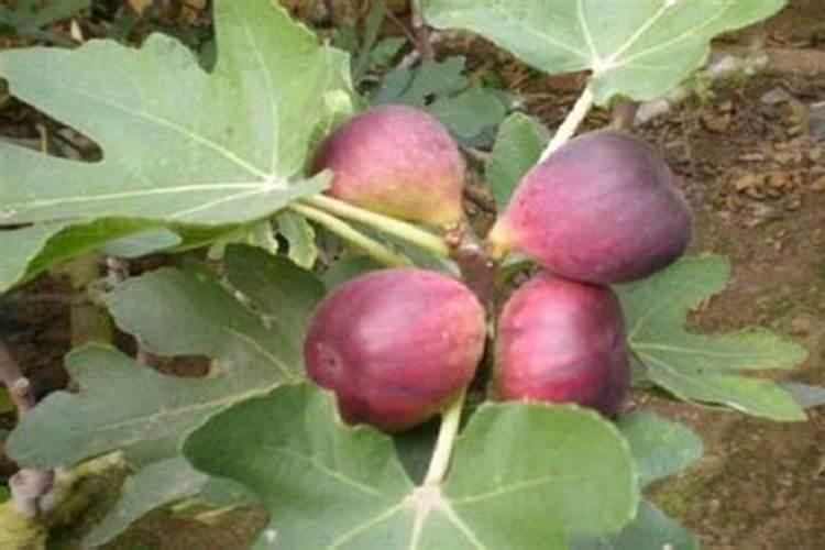 无花果施肥的正确方法