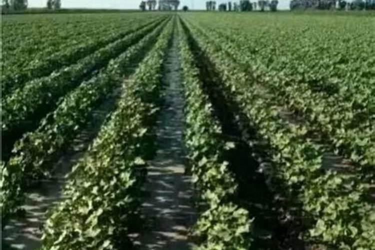 棉花花铃期一米高的棉花如何滴水施肥