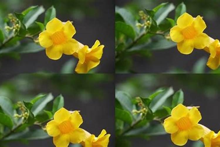 黄蝉兰怎么浇水(黄蝉兰黄叶的原因和处理办法)