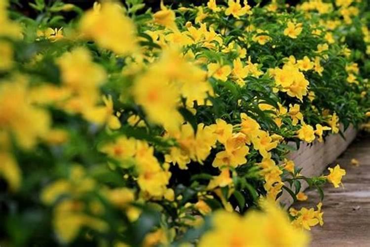 家里畏寒的植物也要盖上“金钟罩”