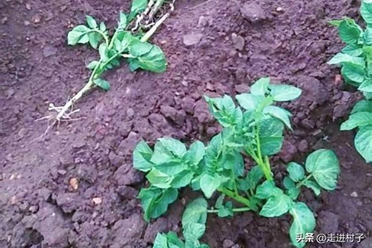 种植土豆用什么肥料最好