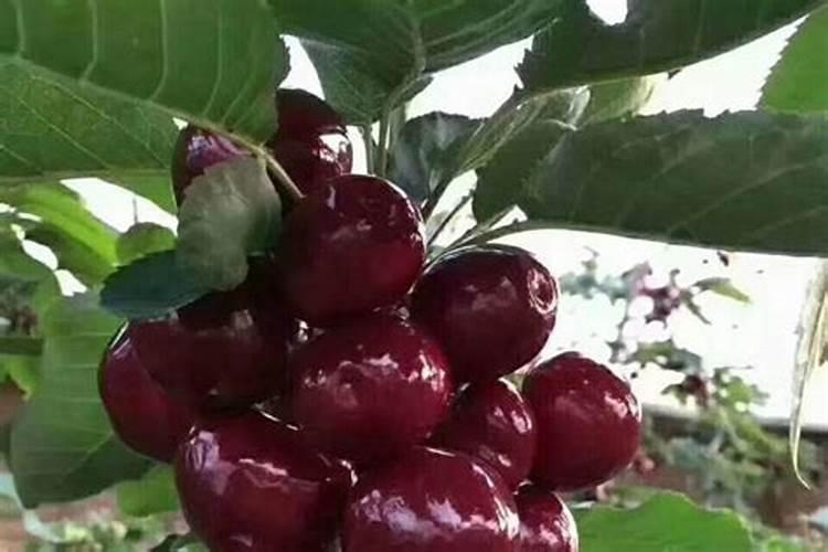 大樱桃是一种蔷薇科、李属植物,大樱桃的功效与作用是什么？