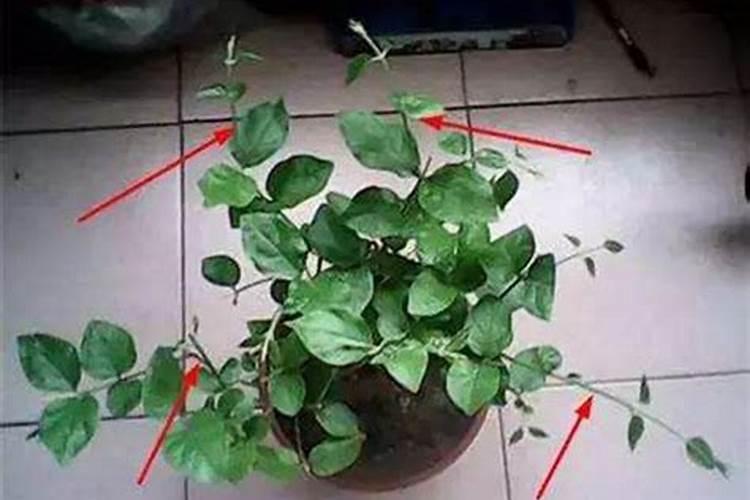 茉莉花修剪之后怎么施肥花芽长得多