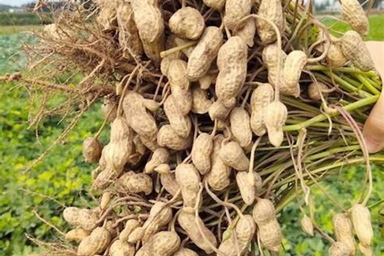 花生追肥用硫酸钾还是用硝酸铵钙