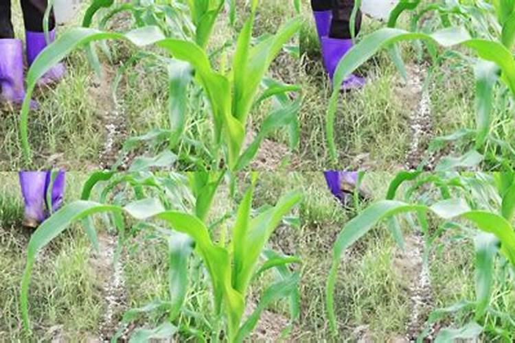 桶装玉米化肥怎么用