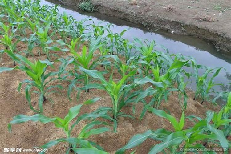 玉米种植期间,肥料应该以何种方式使用？