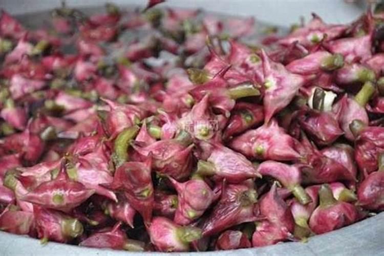 它的学名到底是什么啊