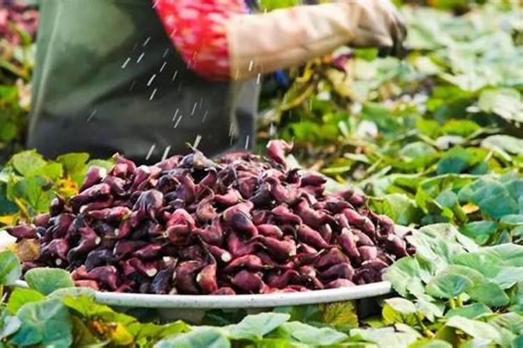 什么食物是碱性的？