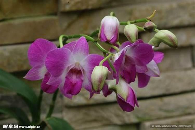 石斛用什么肥料好