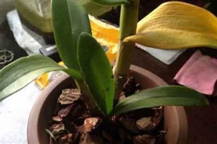 秋石斛兰一年开几次花