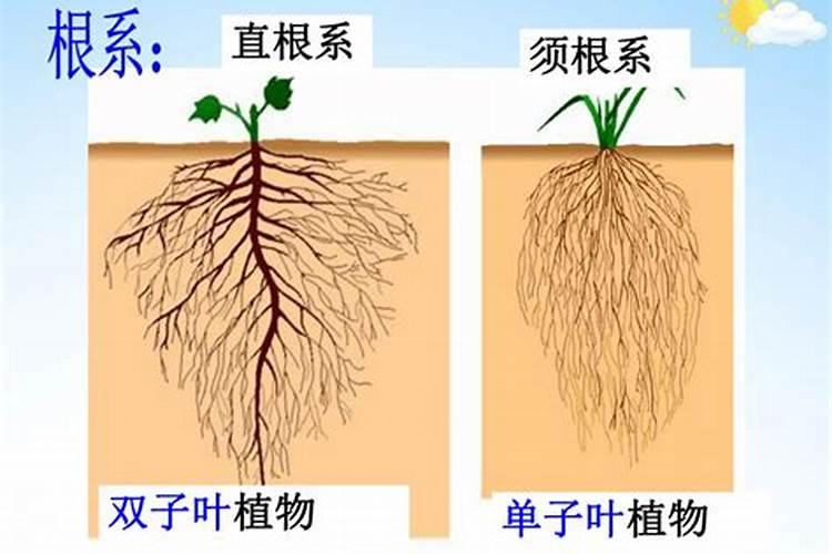 植物是如何吸收肥料的？