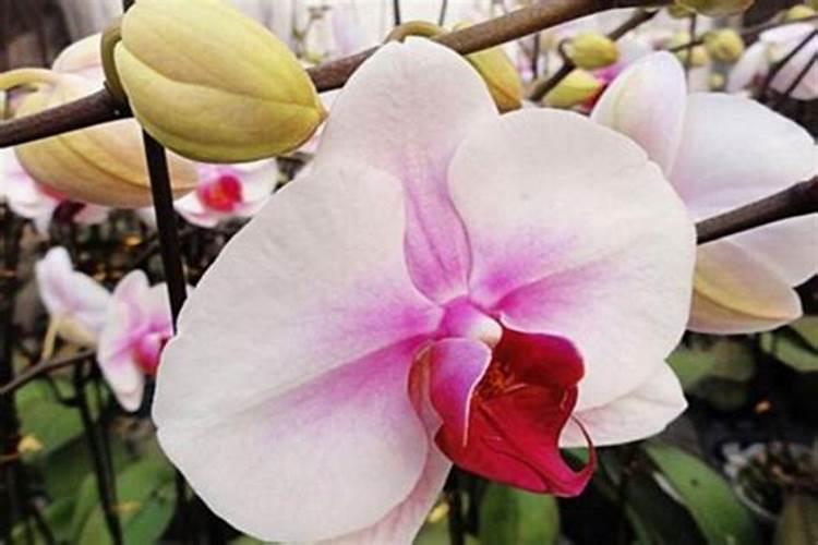 瓶苗蝴蝶兰用什么肥