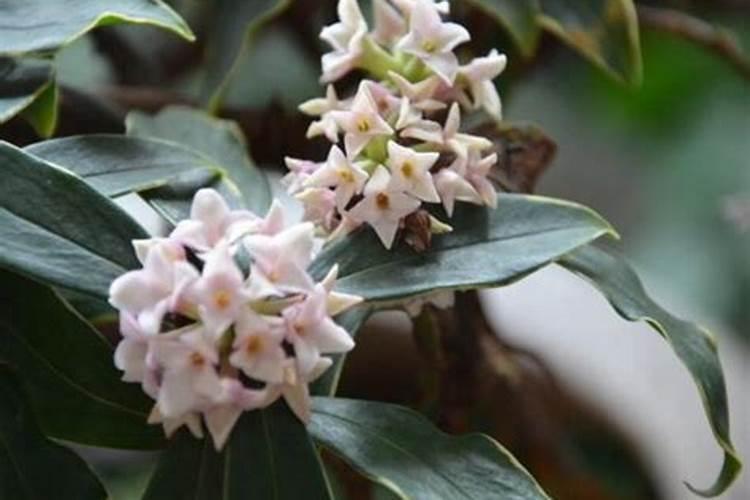 瑞香花开败之后如何处理