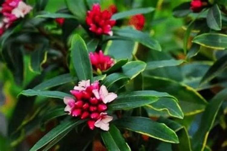 瑞香开完花怎么办