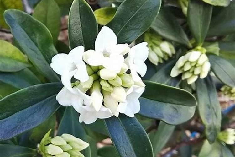 瑞香开花后怎么养护