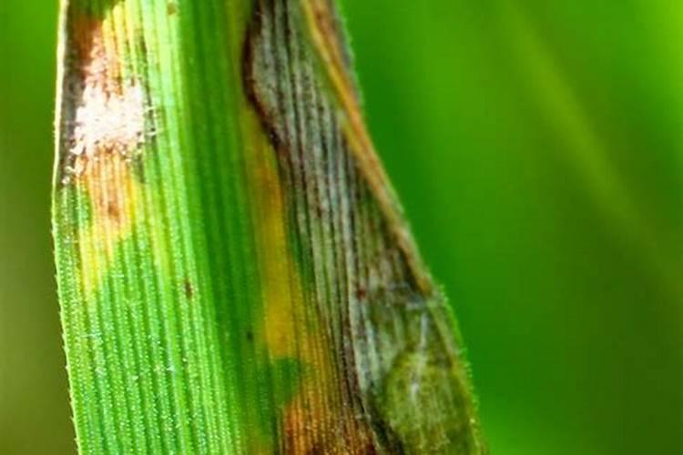 大量磷肥烧根吗