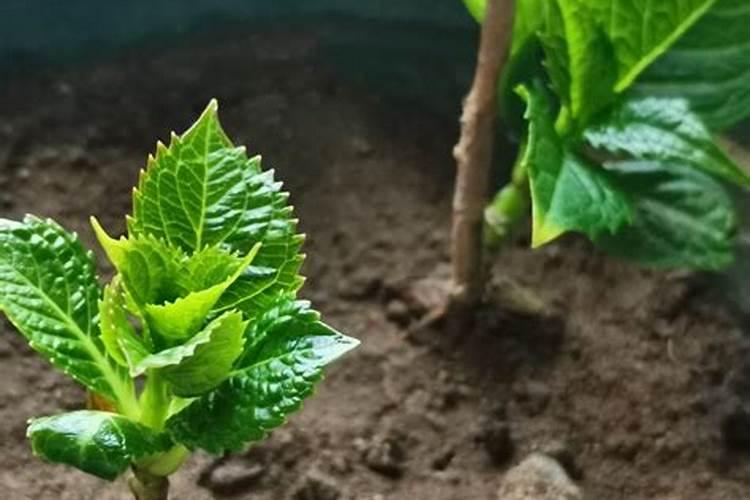 刚换盆的绣球小苗可以施水溶肥吗