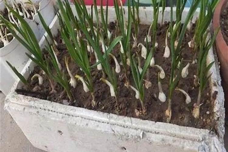 种大蒜需要什么肥料最好