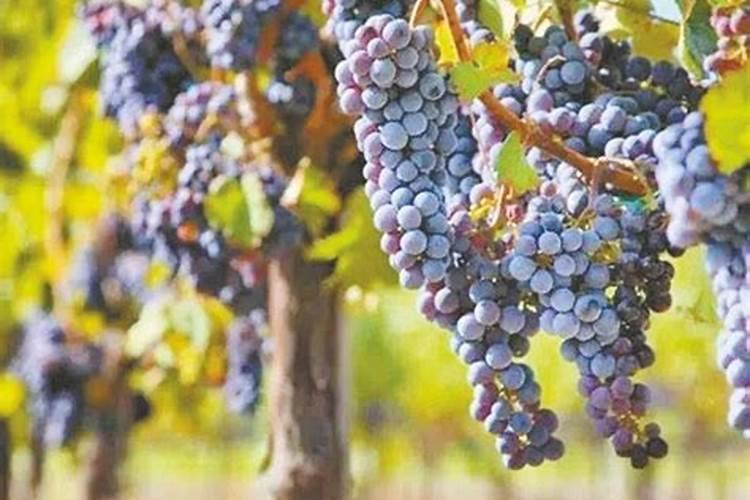 大棚克瑞森葡萄管理技术