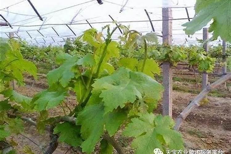 大棚葡萄怎么种植
