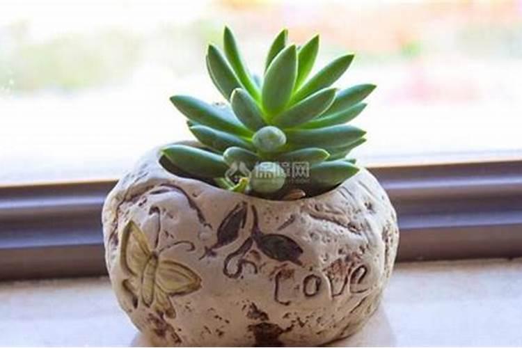 杨梅树采果后怎么施肥