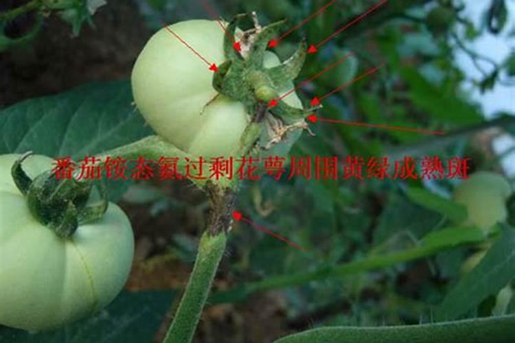 氮磷钾对植物生长有什么作用？缺乏时,表现什么症状