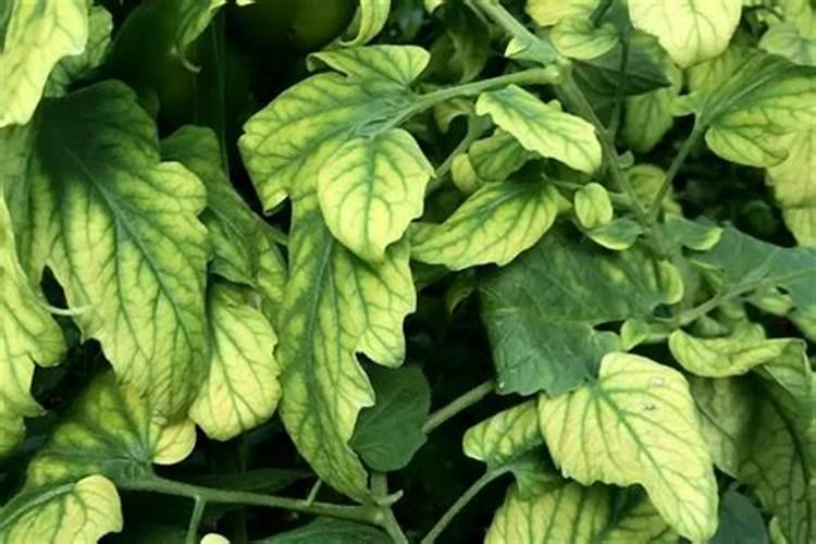 我的青瓜长出来都是弯的。是缺什么时候呢？怎样看青瓜缺肥和水