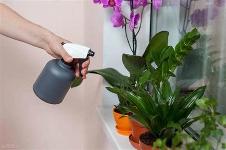 3分钟教会你,如何给兰花浇水施肥,花箭蹭蹭窜无数,爆盆很简单？百度...