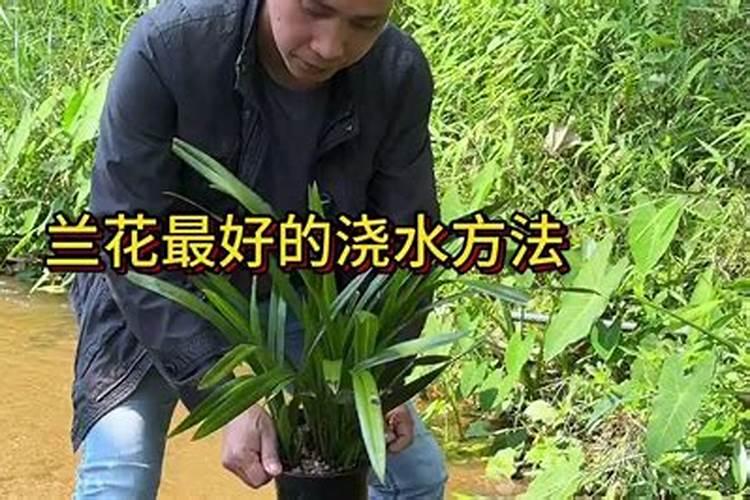 兰花施肥和浇水的方法