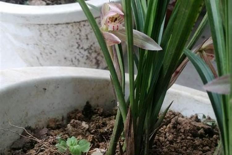 兰花如何浇水