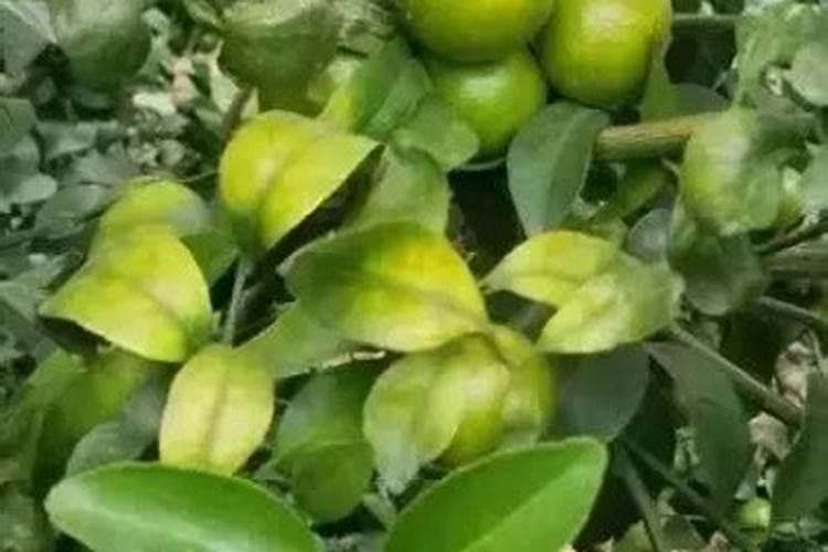 钙镁硼锌铁微量元素水溶肥冲施对柑橘能增大吗