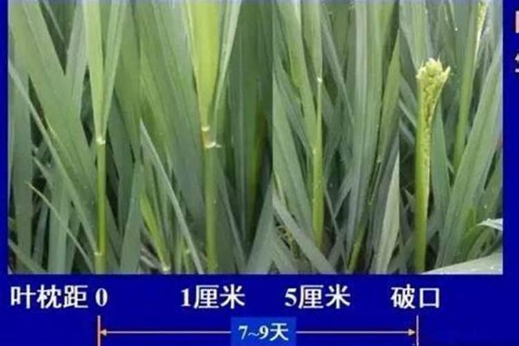 水稻在破碎口可以施肥吗