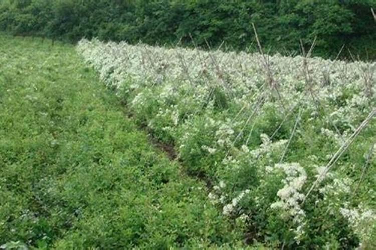 威灵仙养殖要注意什么