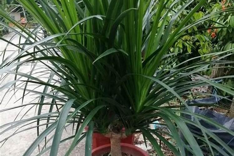 龙须树浇什么肥料合适