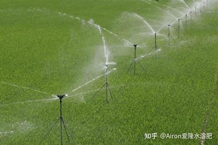 水稻灌浆期怕倒伏怎么办