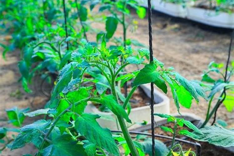 冬季大棚里的西红柿,果实上色慢,怎么解决？