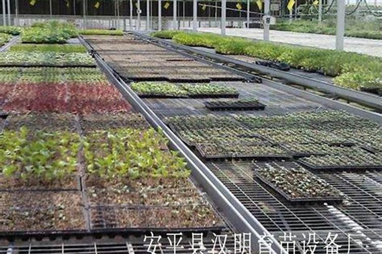 生根粉怎么用效果最佳