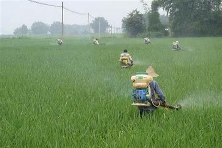 为什么要施用叶面肥