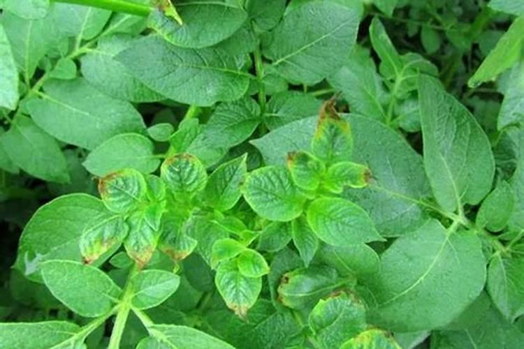 土豆出苗细长老小怎么办