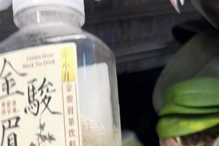 魔肥和好康多哪种好养兰花