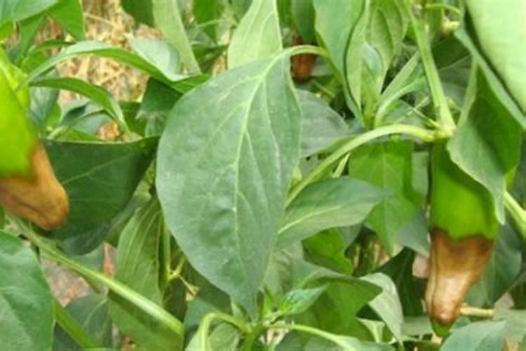 樱桃大棚结束后冲施高磷水溶肥可以吗有毒吗？