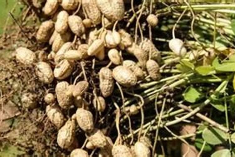 铵态氮肥不能与碱性物质混合施用的原因是什么？