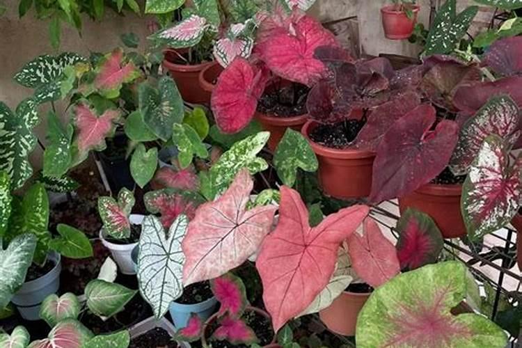 彩叶芋用花多多10号浇了一次会变绿吗